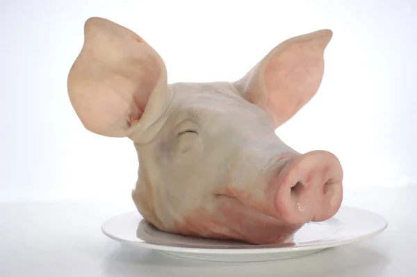 Голова свиньи на тарелке — стоковое фото