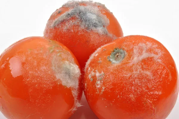 Etwas verschimmelte Tomaten — Stockfoto
