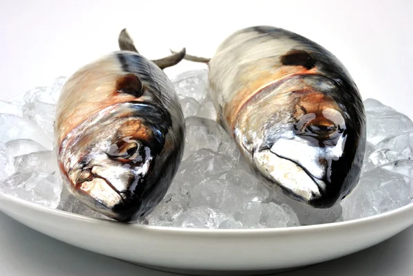 Dua mackerel — Stok Foto