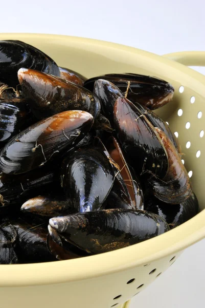 Fresh and organic mussel — Stock Photo, Image