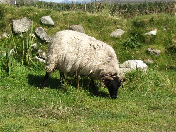 Jedna ovce suffolk — Stock fotografie
