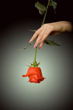 Rose in a hand clipart