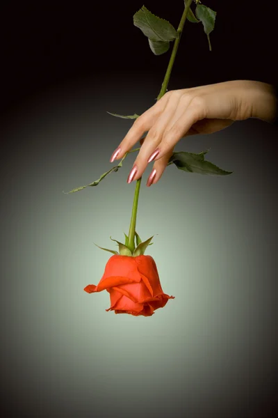 Roos in een hand — Stockfoto