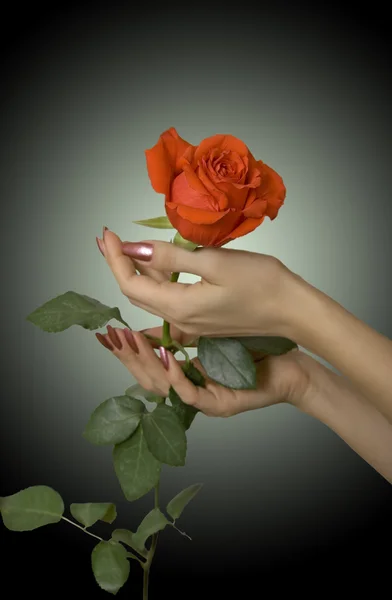 Scarlet rose in hands — Stock Photo, Image