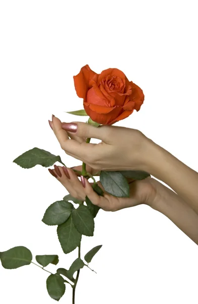 Rosa escarlate em mãos — Fotografia de Stock