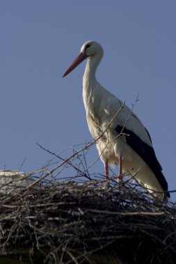 Storch -