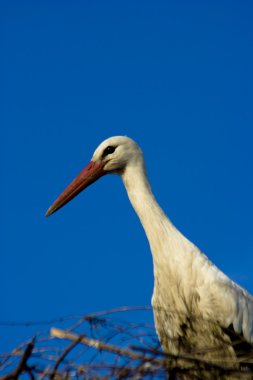 Storch -