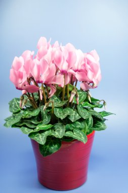 Cyclamen clipart