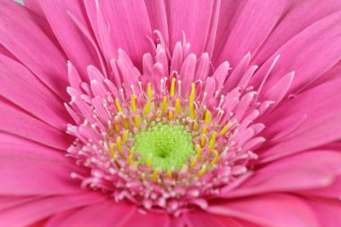 Gerbera