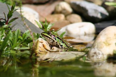 Frosch - clipart