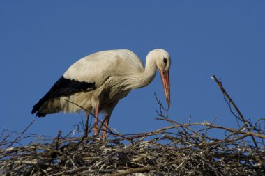 Storch -