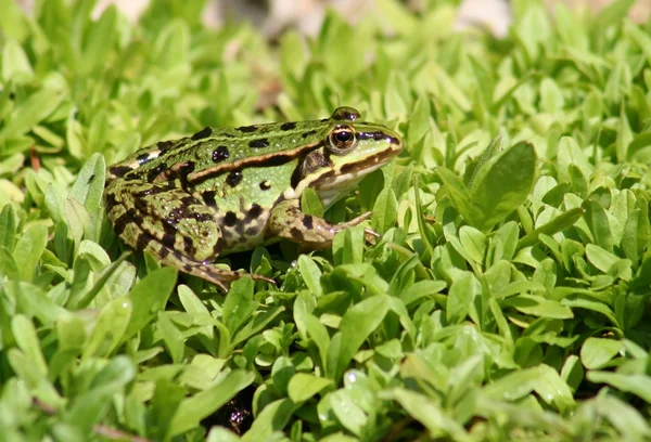 Frosch - — Stock Photo, Image
