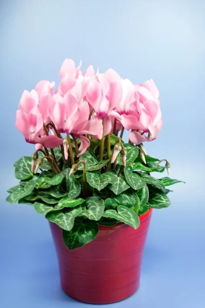 stock image Cyclamen