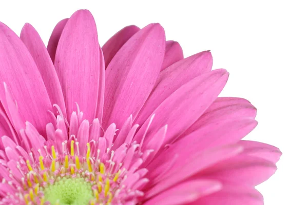 Gerbera