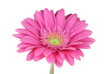 Gerbera