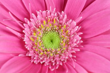 Gerbera