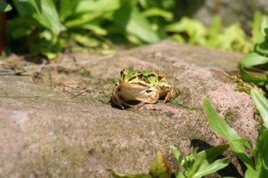 Frosch -