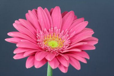 Gerbera