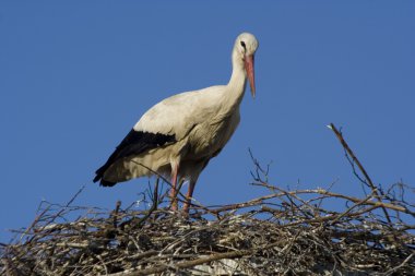 Storch -