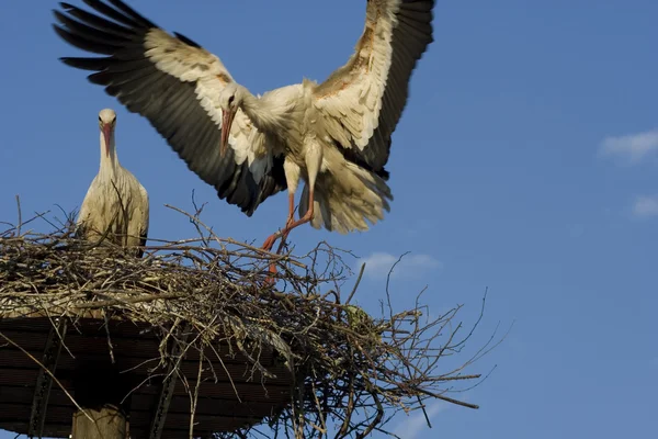 Storch -