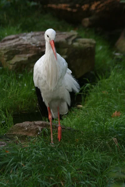 stock image Storch -