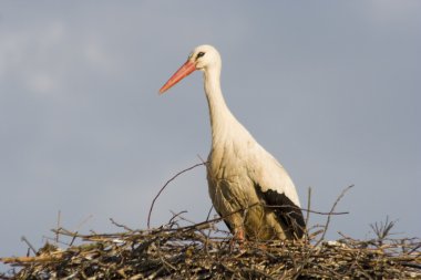 Storch -