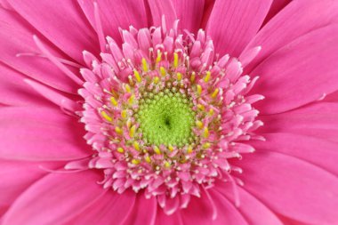 Gerbera