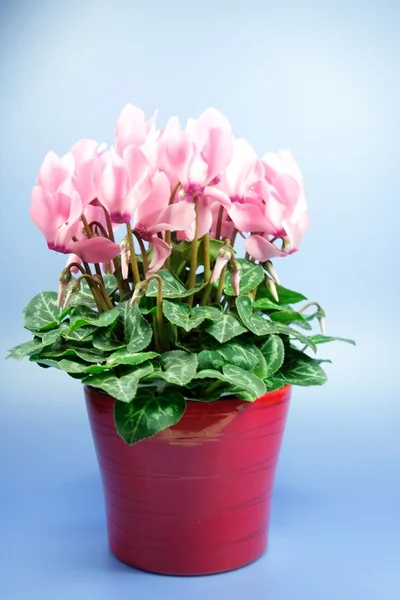 stock image Cyclamen