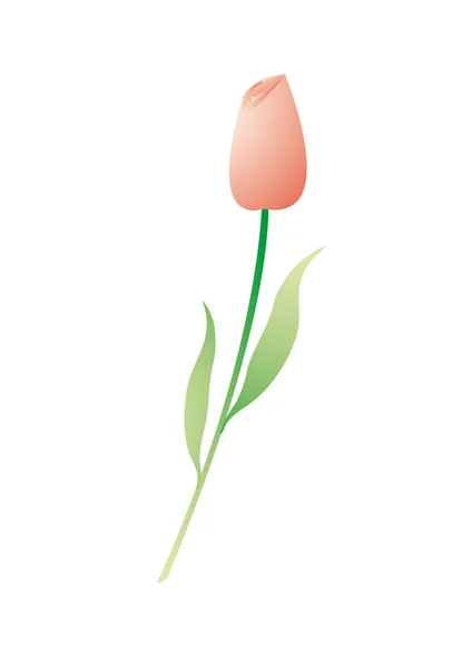 Isolated illustration of red tulip — Stock Vector