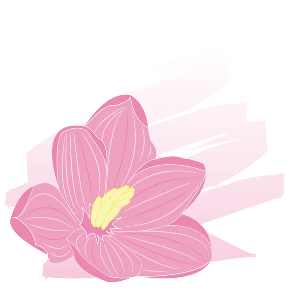 아름다운 분홍색 꽃 — 스톡 벡터