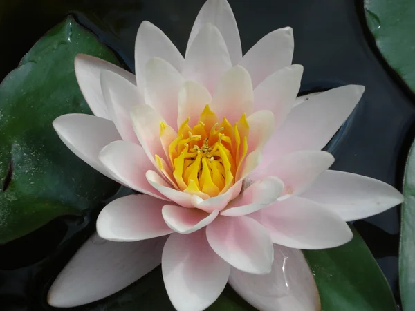 stock image Water lily