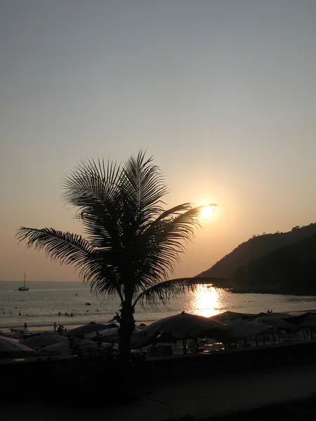 Coucher de soleil sur la mer et un palmier — Photo