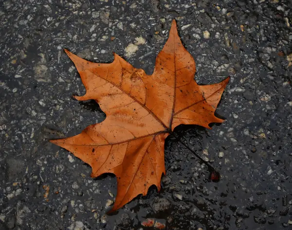 stock image Autumn leaf