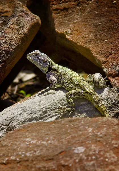 非洲岩石蜥蜴 — 图库照片