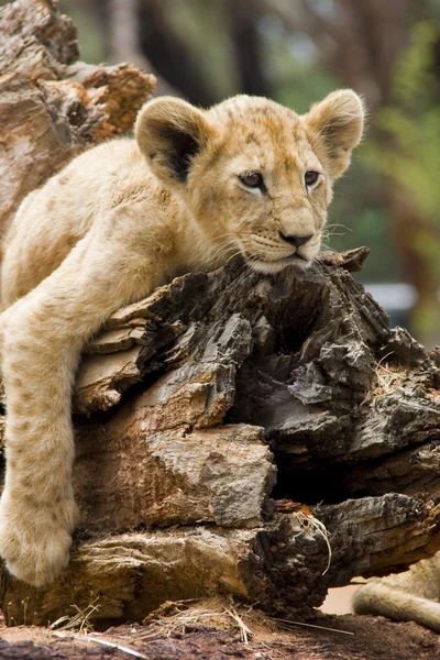 Lion Cub riposo — Foto Stock