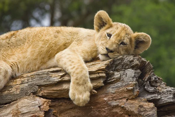 León cachorro descansando sobre un tronco — Foto de Stock