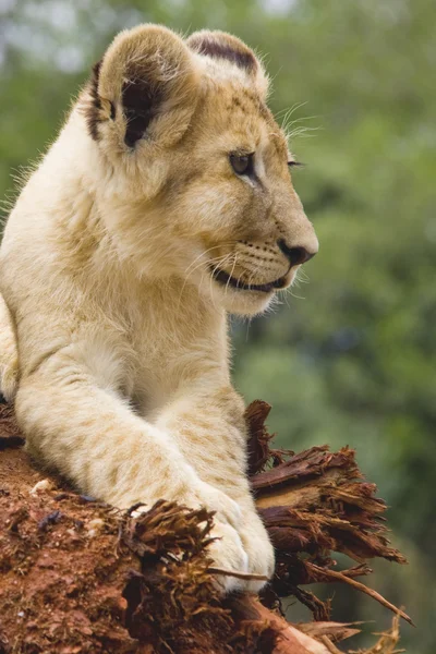 Beyaz aslan yavrusu — Stok fotoğraf