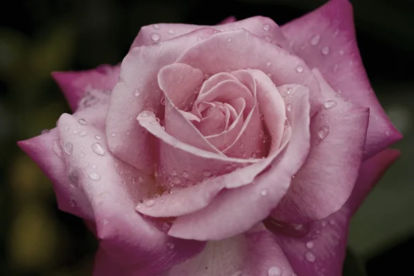 Dusty Pink Rose with water droplets