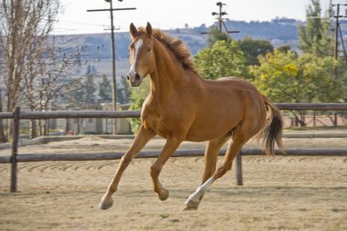 Chestnut horse cantering. clipart