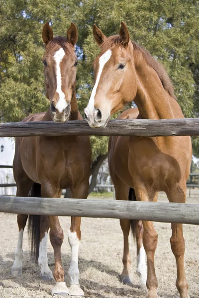 Kaštanové koně — Stock fotografie