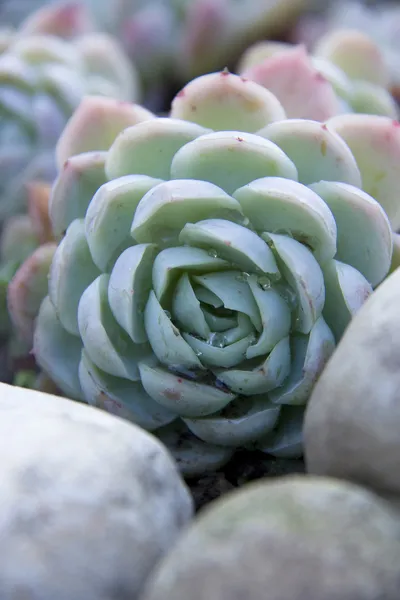 Succulent desert plant 로열티 프리 스톡 이미지
