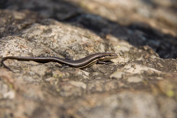 stock image Lizard lying in the sun