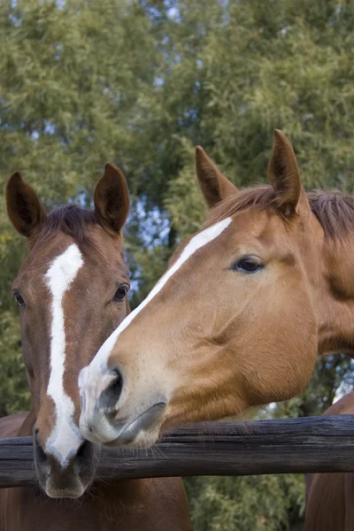 Kaštanové koně 2 — Stock fotografie