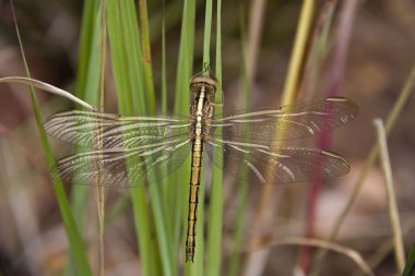 Dragon Fly