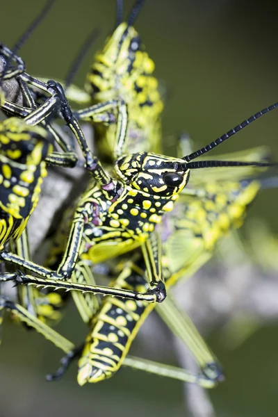 Locusts climbing — Stock Photo, Image