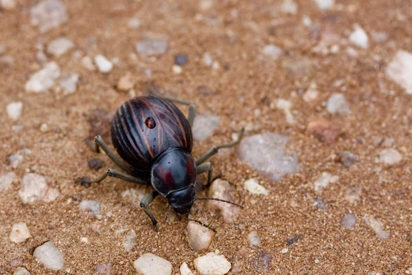 Dung Beetle — Stock Photo, Image