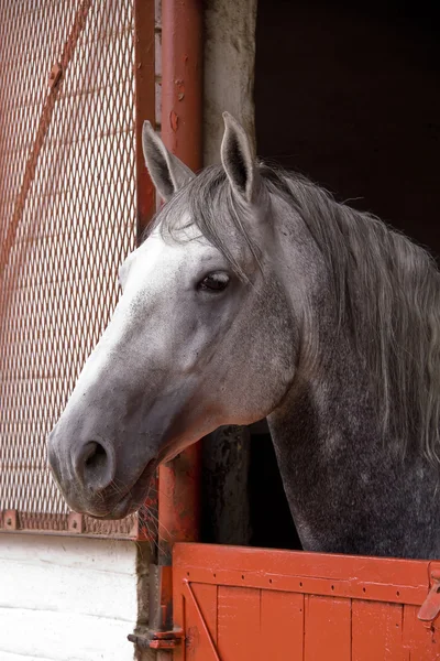 Lipický kůň hřebec — Stock fotografie
