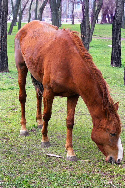 stock image Red horse