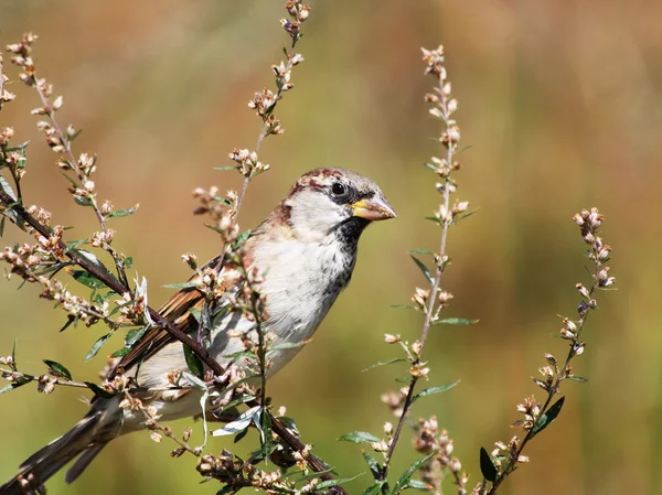 stock image Bird in a bush