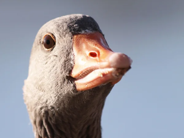 Goose head — Stock Photo, Image